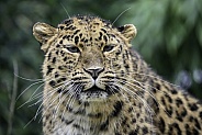 Amur Leopard