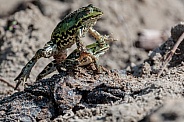 Green frog in the water