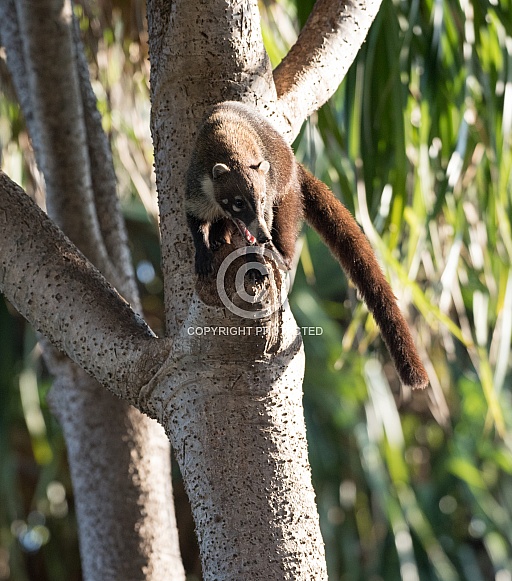 Coatimundi Coatimundi