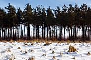 Coniferous Trees - snow covered landscape