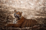 Beautiful tiger in the nature habitat. Tiger pose in amazing light. Wildlife scene with wild animal. Indian wildlife. Indian tiger. Panthera tigris tigris.