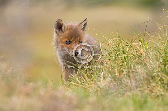 Red fox cubs Red fox cubs