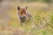 Red fox cubs
