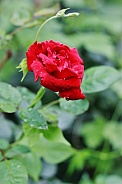 Red Rose