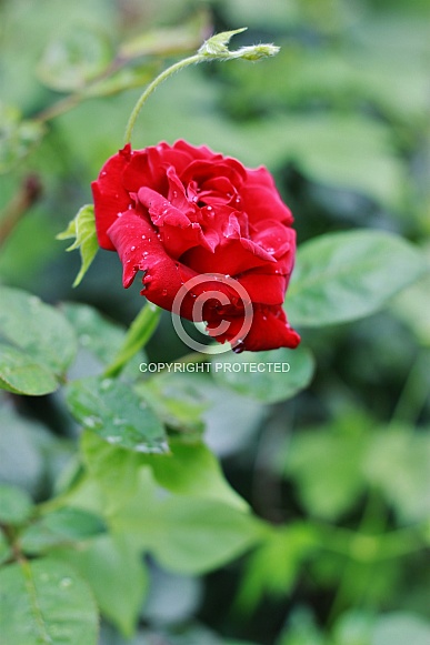 Red Rose