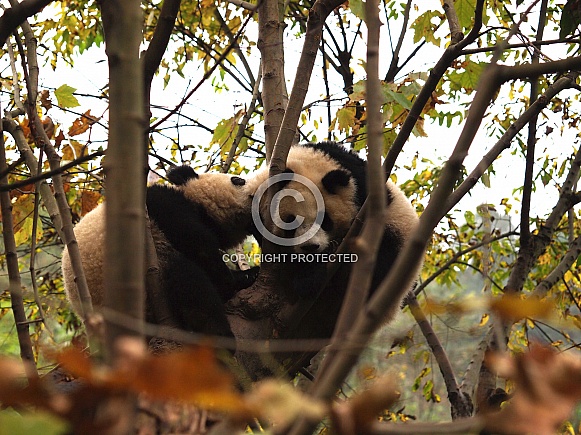 Giant Panda