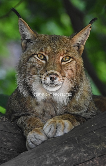 Eurasian Lynx