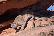 Mountain lion, cougar, puma concolor