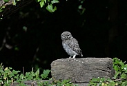 Juvenile Little Owl