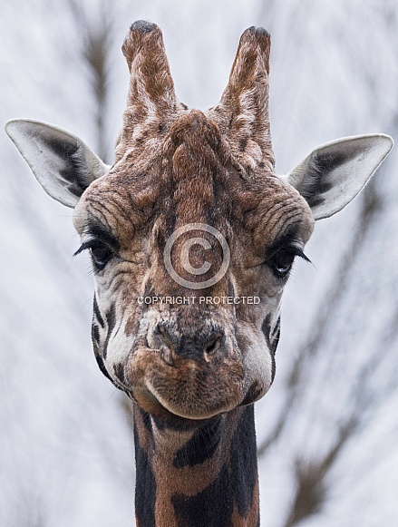 Giraffe Front On Face Shot