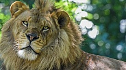 Male African Lion