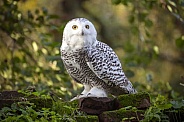 snowy owl (Bubo scandiacus)