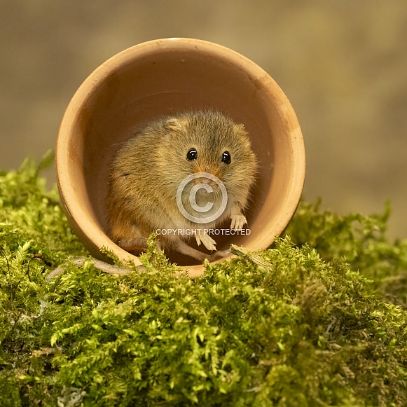 Harvest Mouse in a flower pot