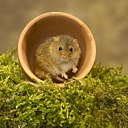 Harvest Mouse in a flower pot