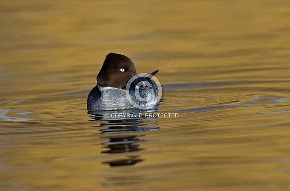 Goldeneye
