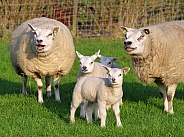 Texel sheep