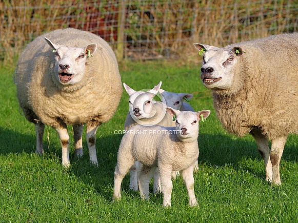 Texel sheep Texel sheep