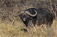 Buffalo (Syncerus caffer)