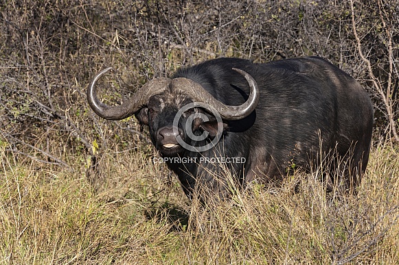 Buffalo (Syncerus caffer) Buffalo (Syncerus caffer)