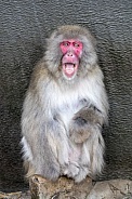 Japanese Macaque (Macaca Fuscata)