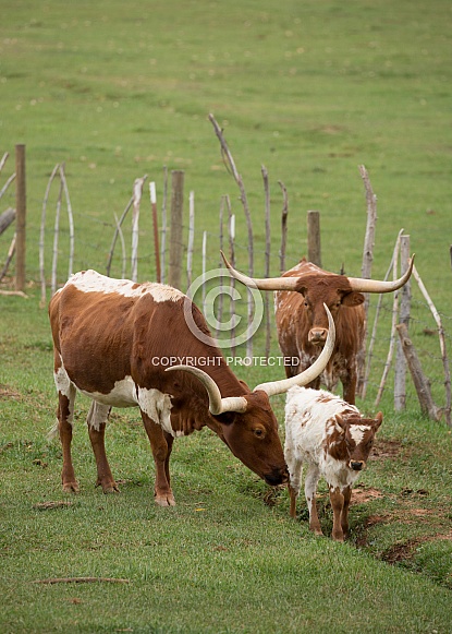 Bos taurus, Texas long horned cows