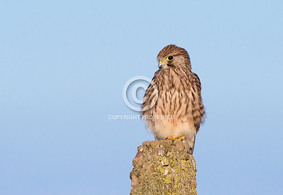 Kestrel