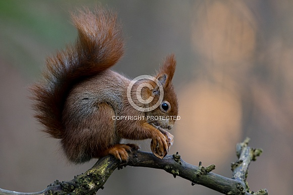 Red Squirrel in a forest Red Squirrel in a forest