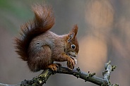 Red Squirrel in a forest