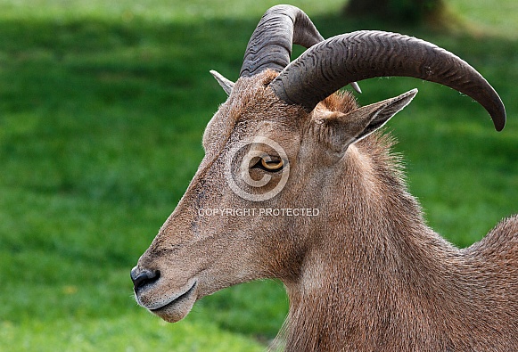 Babary Sheep Babary Sheep