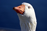 Goose