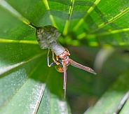 Red paper wasp (polistes dorsalis) (Hymenoptera: Vespidae)