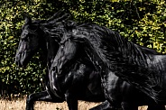 Friesian Horse--Tandem Black