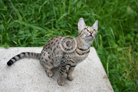 Savannah Cat