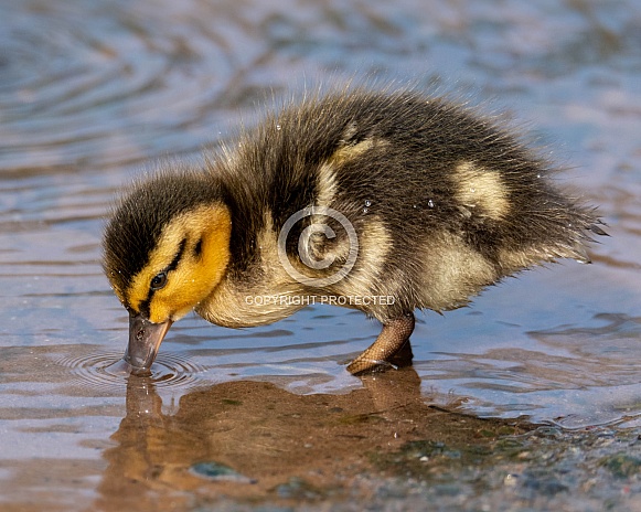 Duckling