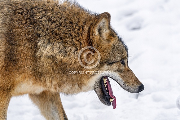 Wolf walking in the snow
