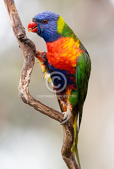 Rainbow lorikeet