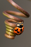Transverse Ladybird on tendril