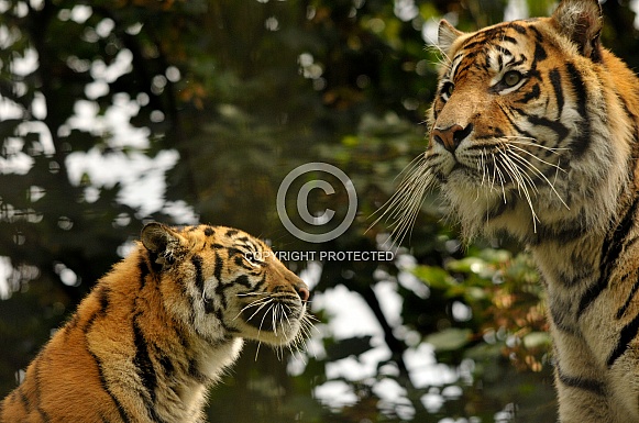 Sumatran Tiger and Cub