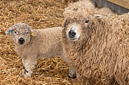 Grey Faced Dartmoor Ewe and Lamb