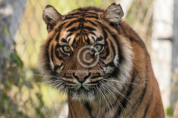 Sumatran Tiger Sumatran Tiger