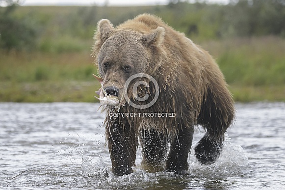 Brown Bear