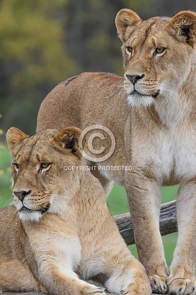 African Lioness