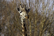 Rothschild Giraffe Close Up