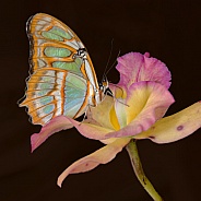 Butterfly - Malachite on Open Flower