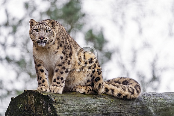 Snow leopard sitting