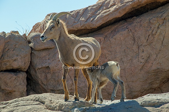 Bighorn Sheep - Ewe nursing her Lamb Bighorn Sheep - Ewe nursing her Lamb
