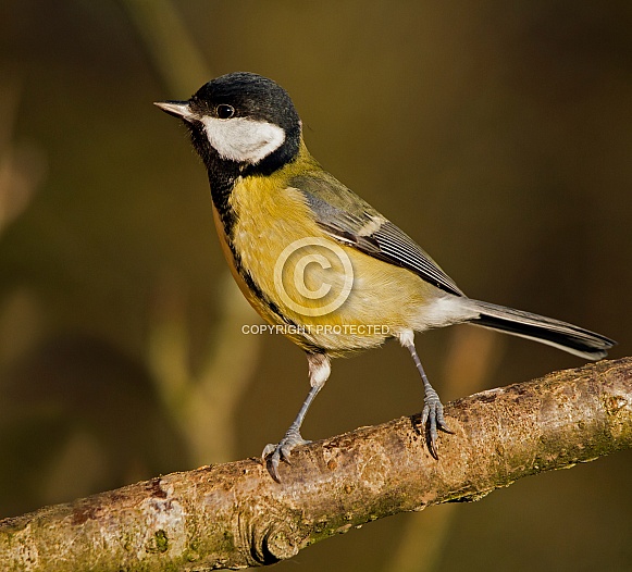 Great tit Great tit