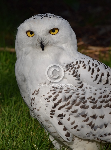 Snowy Owl Snowy Owl
