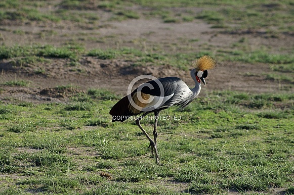 Great Crested Crane Great Crested Crane