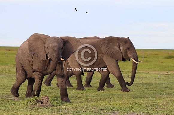 Elephants on the move